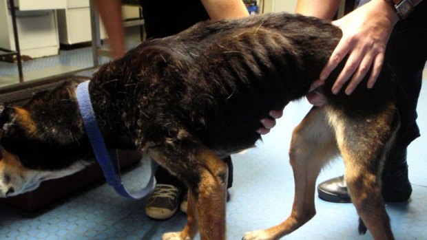 The RSPCA says the last six months have seen a dramatic increase in animals being beaten and neglected. 