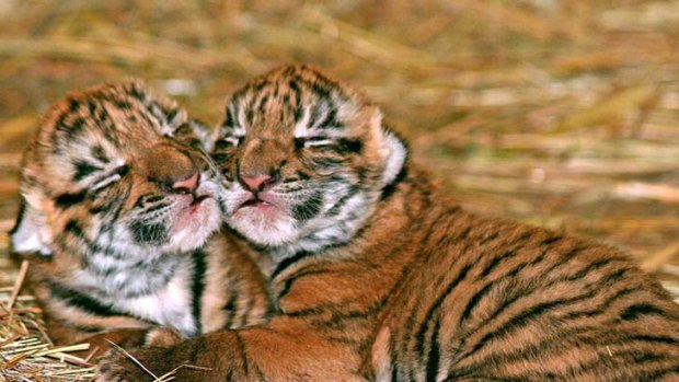 Next generation ... $30 million has been ploughed into helping secure the future of the endangered South China tiger.