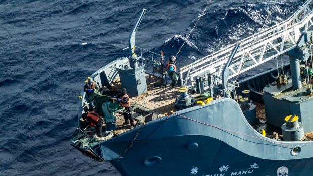 Crew on Japanese hunting ship Yusin Maru cover the harpoon on Sunday after Sea Shepherd activists track the fleet.