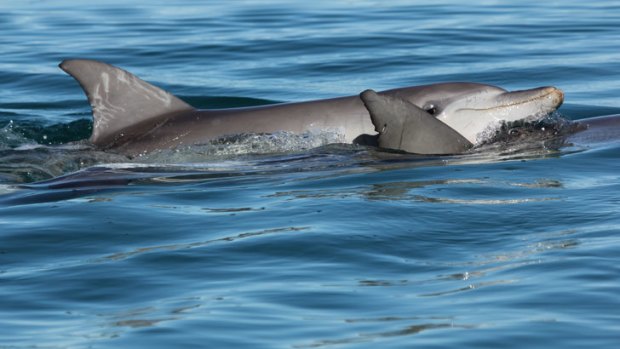 Shark Bay dolphins at play