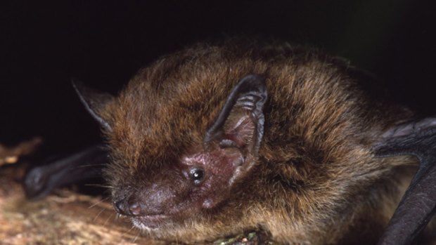 The pipistrelle ... on the way out on Christmas Island.