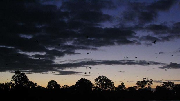Bats take to the air over Brisbane.