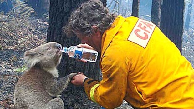 David Tree gives Sam the koala a drink during the bushfires.
