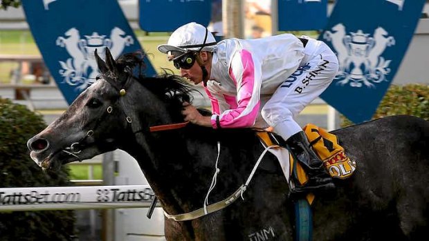 Pure gold: Blake Shinn and Arabian Gold take out The Roses at Doomben on Saturday.
