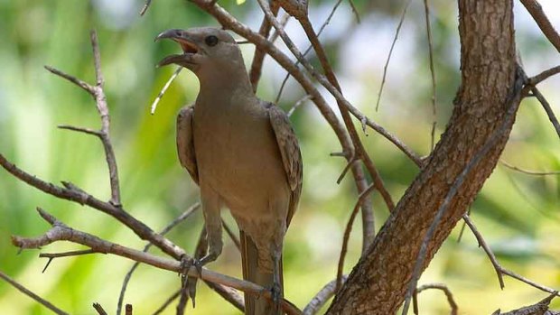 An eye for detail... the great bowerbird