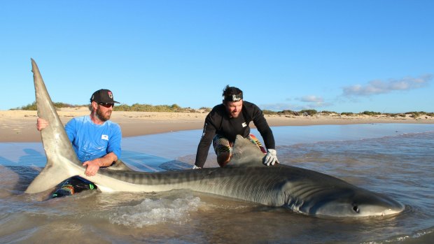 Joshua Butterworth and Jethro Bonnitcha with a tiger shark caught off the North West coast. 