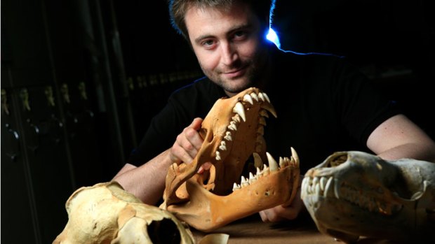 Dr Erich Fitzgerald of Museum Victoria with leopard seal skulls.