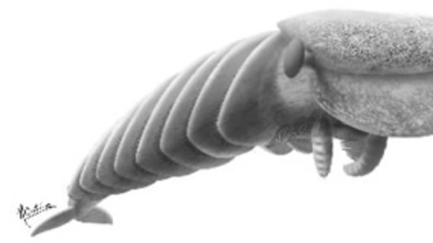 Fragments of the creature were unearthed in 1912 in Canada's 505 million-year-old Burgess Shale site but researchers initially thought they were part of a crustacean-like animal.