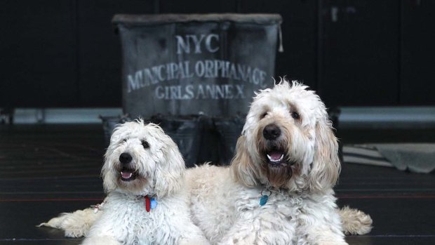 Coogee and Mickey the two dogs in Annie the musical.