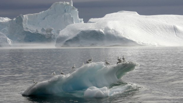 Seagulls on a melting iceberg floating in a fjord near Ilulissat in Greenland.