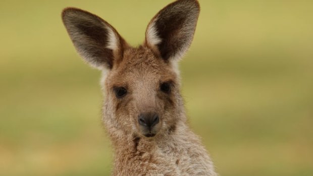 Muscular male kangaroos are more attractive to females, research shows.