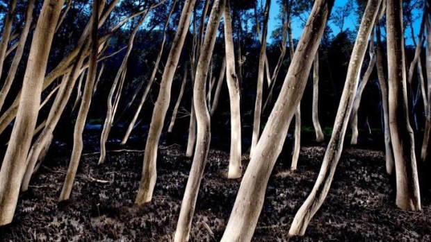 Mangrove Forest No. 2, Hawkesbury River (winner of the Plein Air Prize).   Photo: Peter Solness