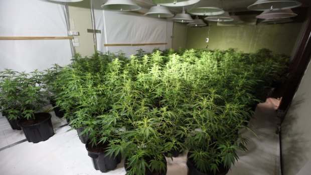 ACT Policing has seized more than $7 million worth of cannabis as part of Operation Armscote.