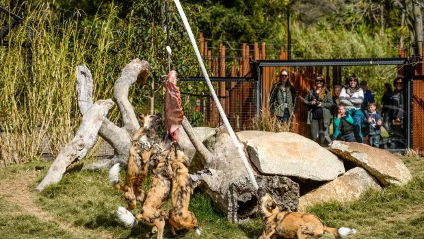 African Wild Dogs test their new collaborative feeding equipment at Melbourne Zoo. One dog pulls on the strap so that the other dogs can reach the meat.