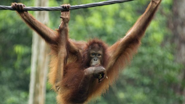 Orangutan at Sepilok Orangutan Rehabilitation Centre.