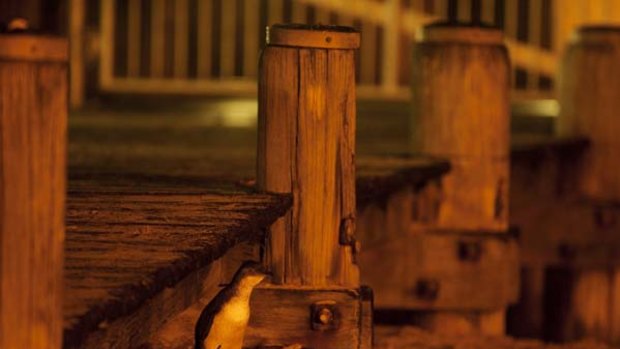 No place like home ...  a penguin heads for its nesting area beneath Manly wharf