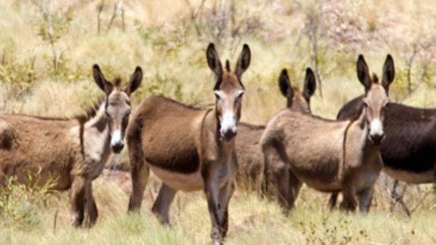 Wild donkeys in Northern Australia