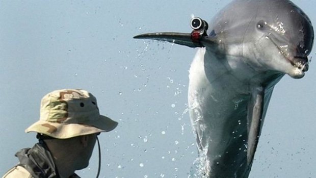 Combat dolphins training in the US 