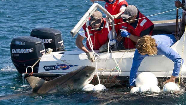 Researchers tagging a great white shark tagging. <i>Photo: David Harasti</i>