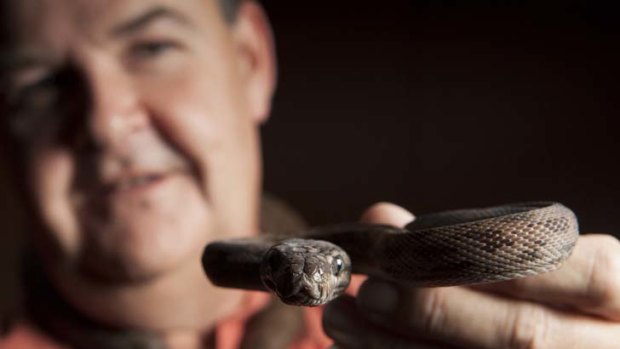 Just what the doctor ordered &#8230; the Oenpelli python is one of the world's rarest snakes and the only legally unobtainable python species.