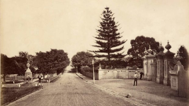 As it was ... The original Fig Tree Avenue in 1882. The road started at the Macquarie Street end of the Cahill Expressway and connected the Domain and Royal Botanic Garden and ran right through to Woolloomooloo.