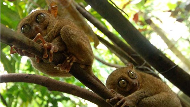 All ears and eyes ... the Phillipine tarsiers lack night vision but have the largest eyes of any primate in relation to their body size.