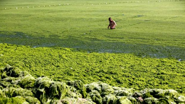 A man swims in seawater covered by a thick layer of green algae. More than 20,000 tonnes of the seaweed has been removed from Qingdao's beaches.