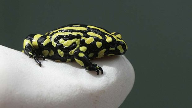 A corroboree frog.