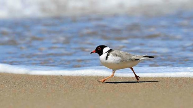 Victoria's vulnerable hooded plover represents a rare success story in a global report that paints a grim picture for many of the world's bird species.