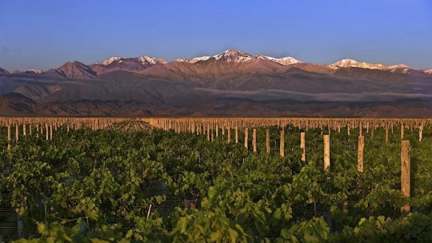 The Andes shadow another malbec vineyard in Argentina.