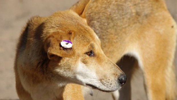 Facial recognition technology could be used to monitor dingo populations instead of ear tagging.