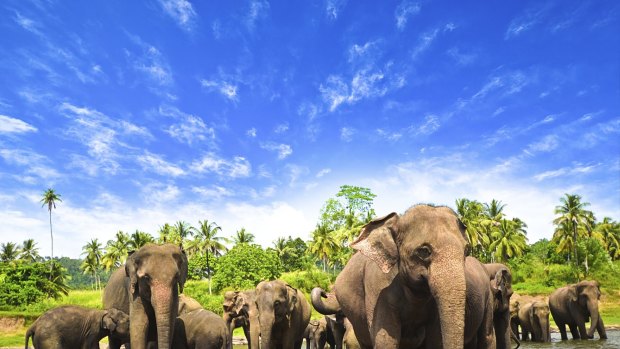 For unbridled culture and nature, a trip to stunning Sri Lanka is hard to beat.