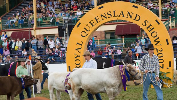 Showtime: The best of Queensland stock is paraded around the main show ring at the Brisbane exhibition.