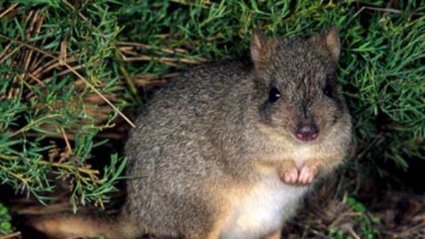 Woylie a critically endangered kangaroo-like marsupial.