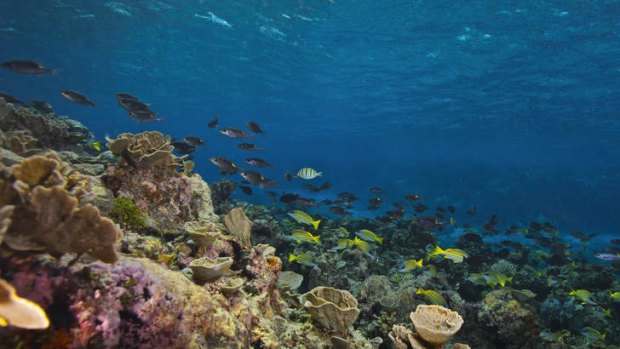 Threatened: Parts of the Great Barrier Reef, especially areas closer to the mainland, are deteriorating.