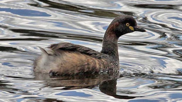 Little grebe on the Swan River at Guildford.