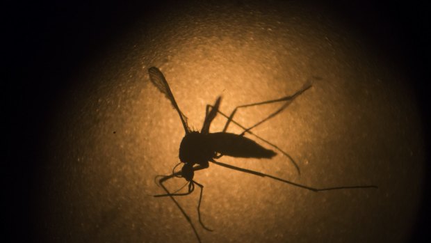 The <em>Aedes aegypti </em>mosquito behind the Zika virus seems to operate like a heat-driven missile of disease. Scientists say the hotter it gets, the better the mosquito is at transmitting a variety of dangerous illnesses. 