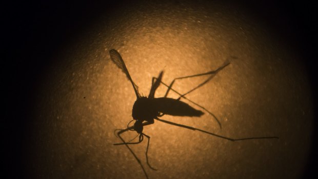 An Aedes aegypti mosquito is photographed through a microscope at the Fiocruz institute in Recife, Pernambuco, Brazil. 