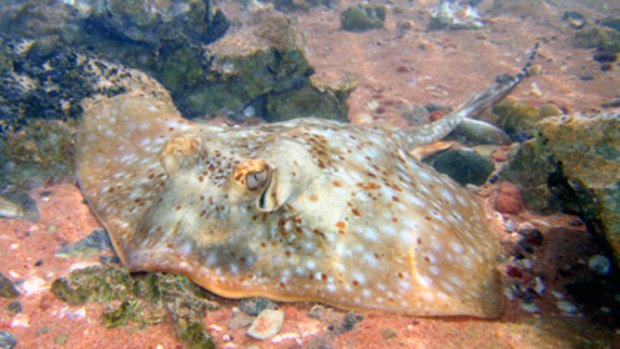 The new string ray (Neotrygon sp.) discovered at Ningaloo Marine Park, WA.