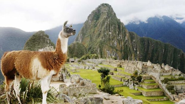 A llama stands in front of the Inca citadel of Machu Picchu in Cuzco.