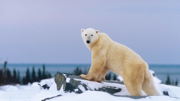 There's a chance to sight polar bears on AdventureSmith Explorations' land-based tours.