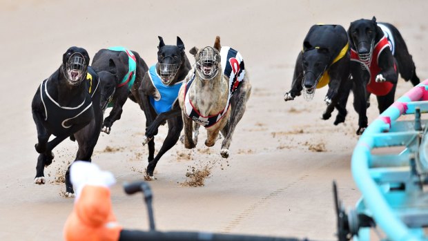 Queensland's state government has confirmed it will back the greyhound racing industry.