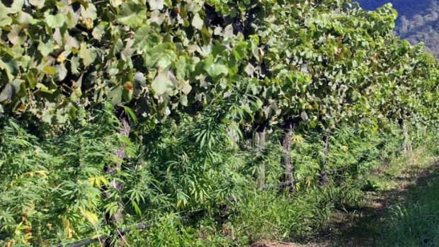 What's wrong with this picture? ... Cannabis plants grow under grape vines at the Cheshunt vineyard.