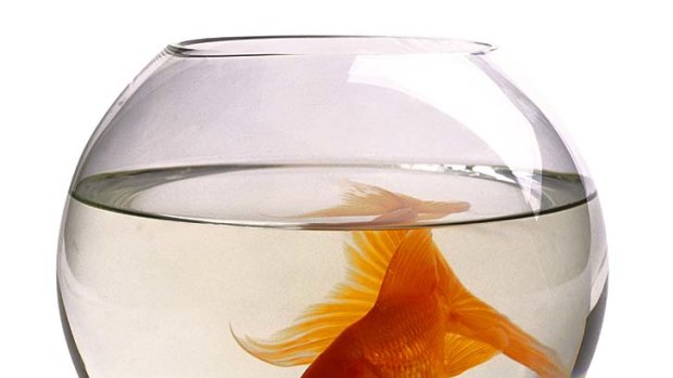 A pair of goldfish survived 134 days without being fed.