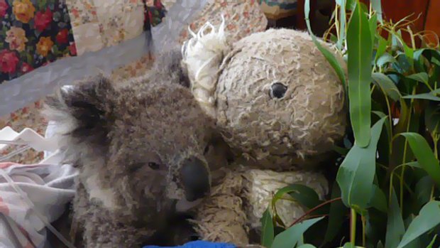 Injured Koala is comforted by a teddy.