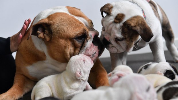 Eva (left) and Mela (right) with a fresh litter of Bulldog puppies.