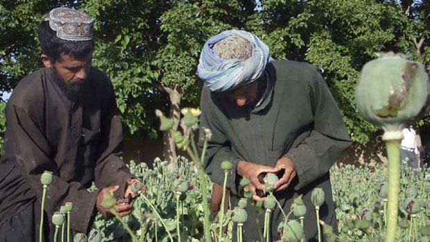 Under our eyes... opium poppy fields in Afghanistan.