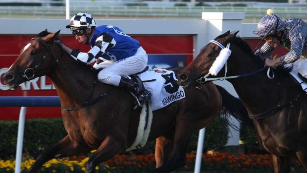 War horse &#8230; Nash Rawiller drives Mawingo to victory in the Doomben Cup yesterday. Connections of the German import had to survive a protest before claiming the trophy.