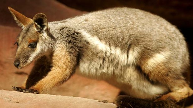 Not all hope lost: Efforts to save the yellow-footed rock wallaby have had some success.
