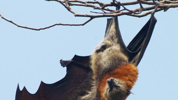 A grey-headed flying fox bat stretches from its perch in  the Royal Botanic Gardens in Sydney.